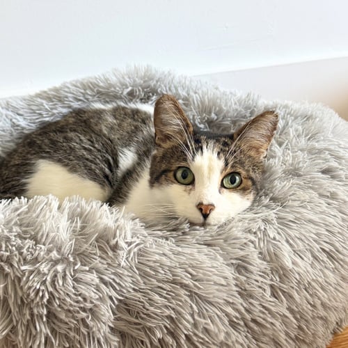 LEO - Domestic Short Hair available for adoption