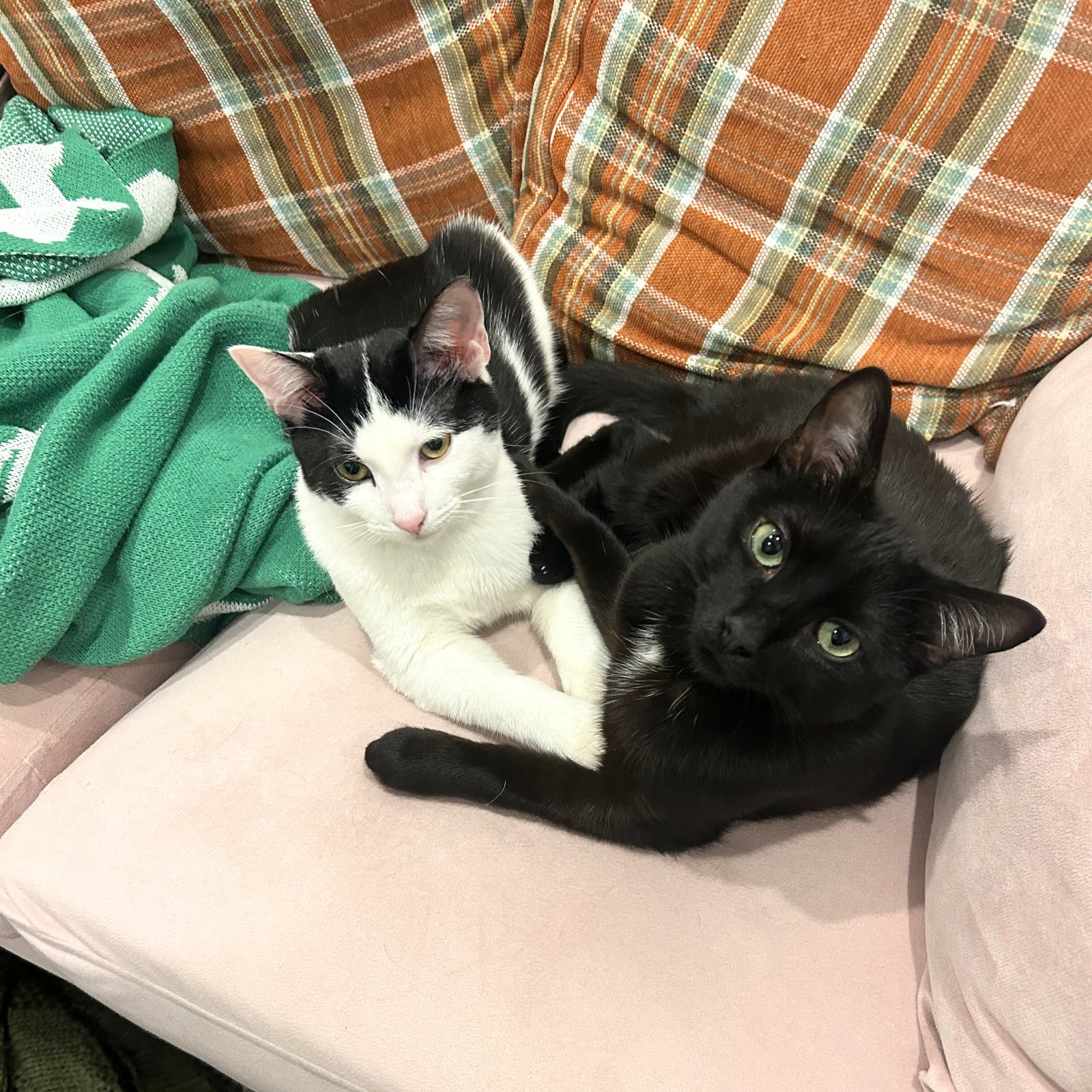 SNICKERS & VICTOR - Domestic Short Hair available for adoption
