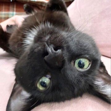 SNICKERS & VICTOR - Domestic Short Hair available for adoption