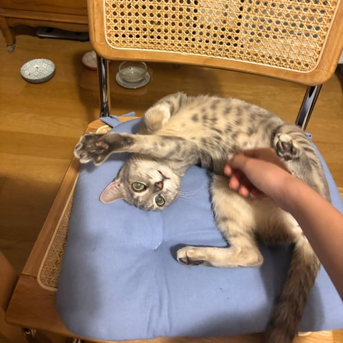 AERITH - Domestic Short Hair available for adoption