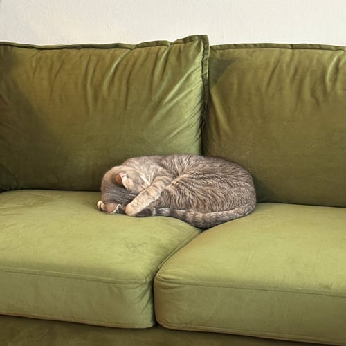 AERITH - Domestic Short Hair available for adoption