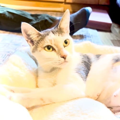 PARSONS - Domestic Short Hair available for adoption