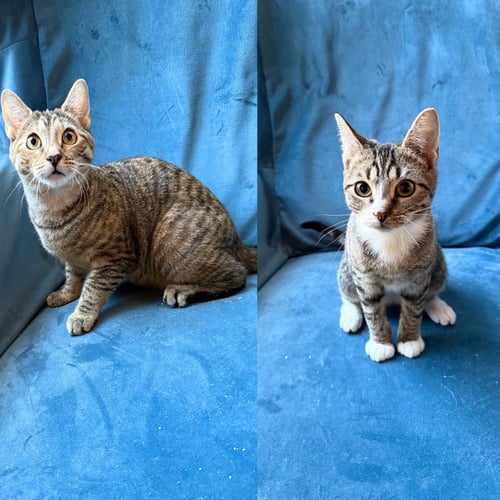 NEON & XENON - Domestic Short Hair available for adoption