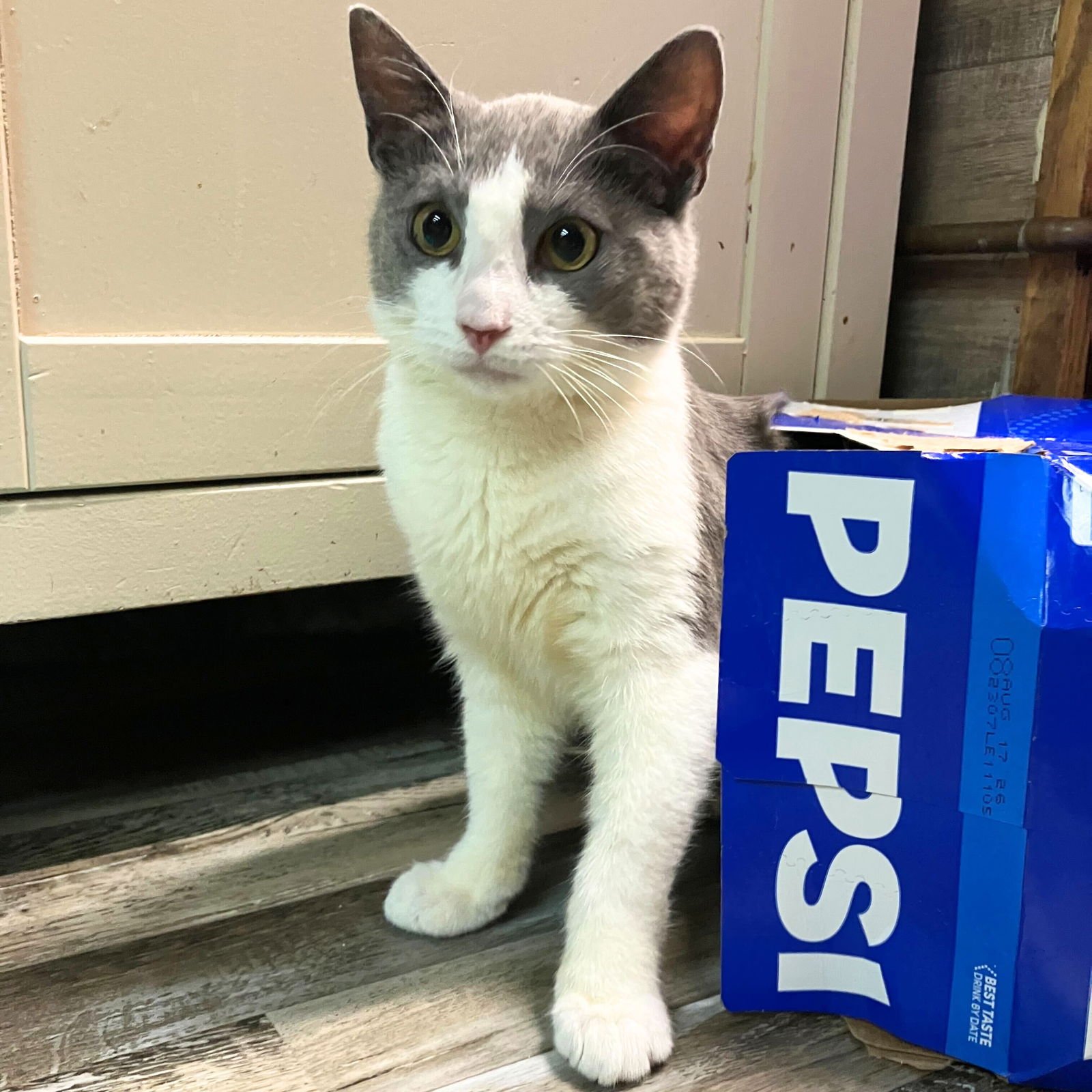 HOLLIS - Domestic Short Hair available for adoption