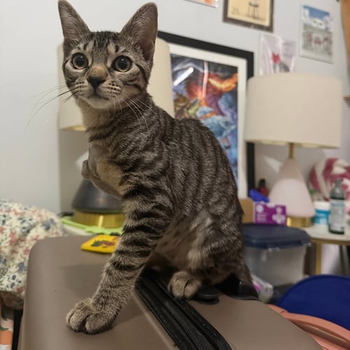 BAPE & TORTELLINI - Domestic Short Hair available for adoption