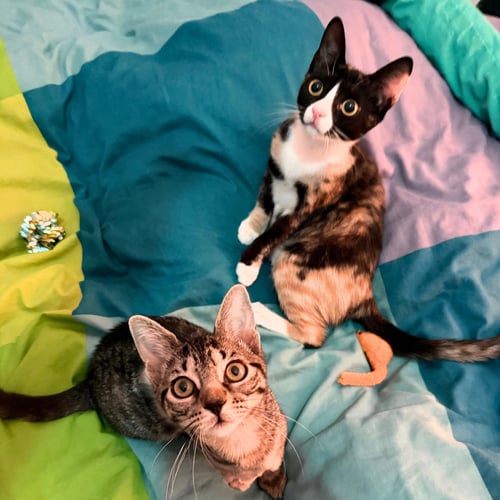 BAPE & TORTELLINI - Domestic Short Hair available for adoption