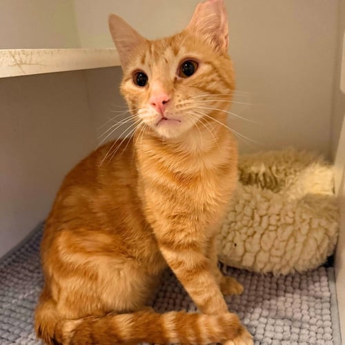 ORANGE FIREWORKS - Domestic Short Hair available for adoption