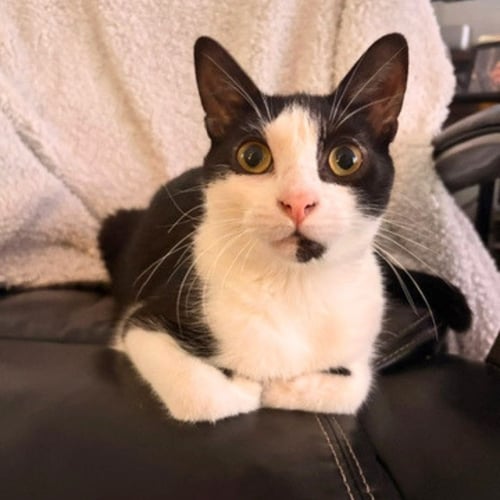 HERBY - Domestic Short Hair available for adoption