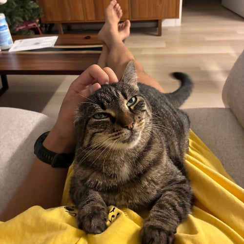 A GIRL CALLED MUNIE - Domestic Short Hair available for adoption