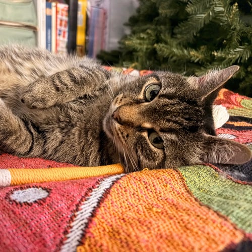 A GIRL CALLED MUNIE - Domestic Short Hair available for adoption
