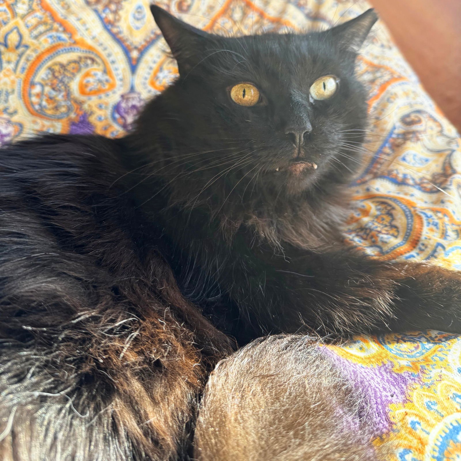 PEPPER - Domestic Long Hair available for adoption