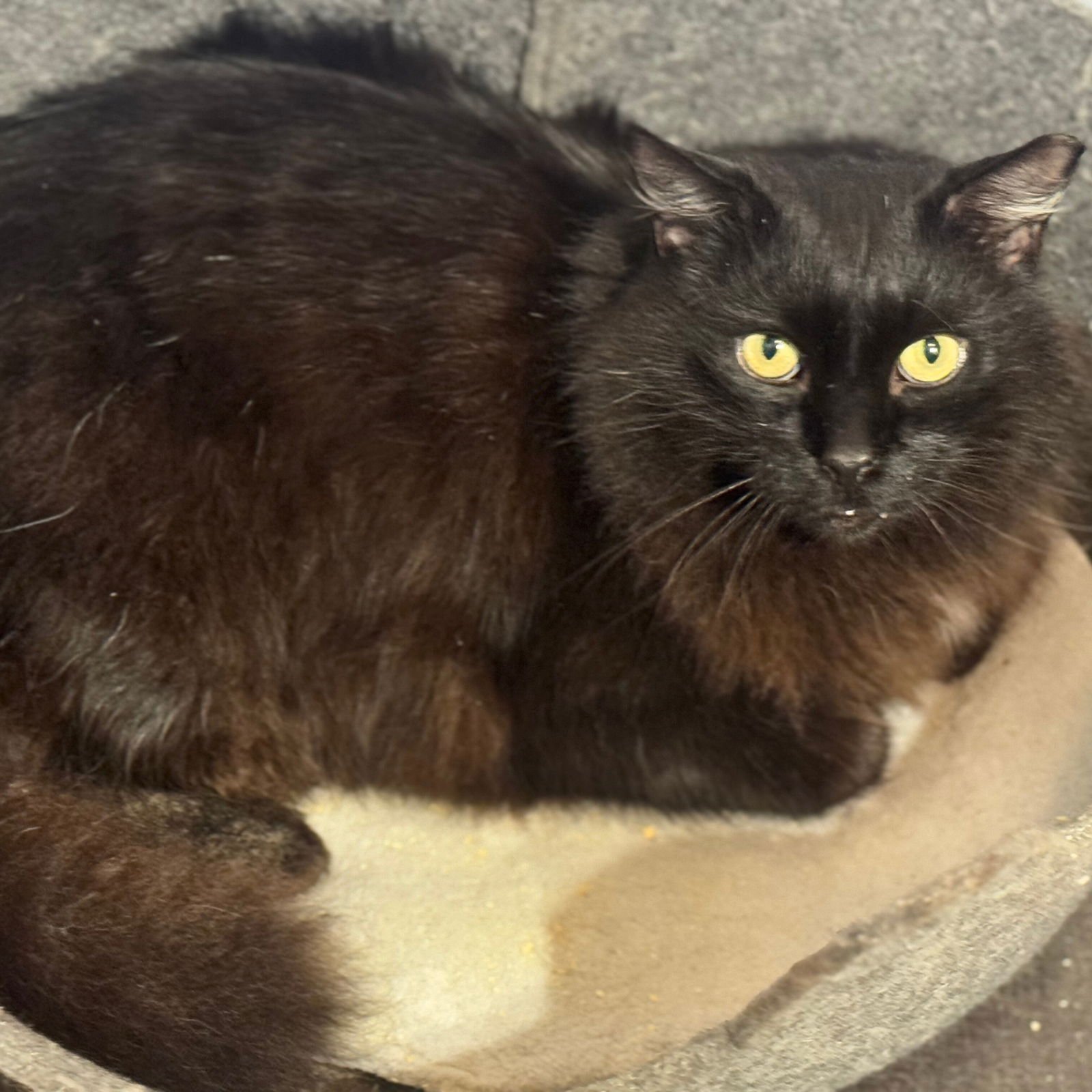 PEPPER - Domestic Long Hair available for adoption