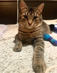 Sir Isaac Mewton - Photo 5