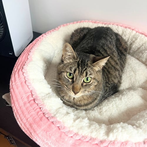 SIR ISAAC MEWTON - Domestic Short Hair available for adoption