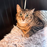 Sir Isaac Mewton - Photo 6