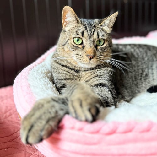 SIR ISAAC MEWTON - Domestic Short Hair available for adoption