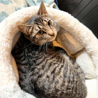 Sir Isaac Mewton - Photo 4