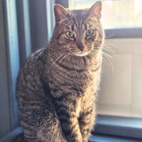Sir Isaac Mewton - Photo 7