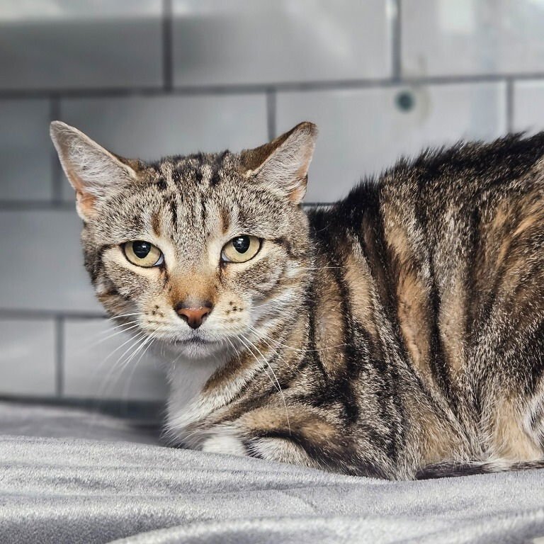 HINSDALE - Domestic Short Hair available for adoption