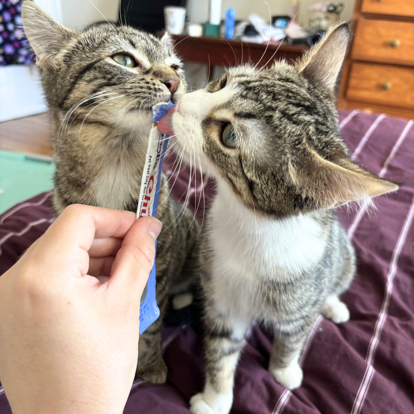 PATRICIA & ROSEANNA ARCAT - Domestic Short Hair available for adoption