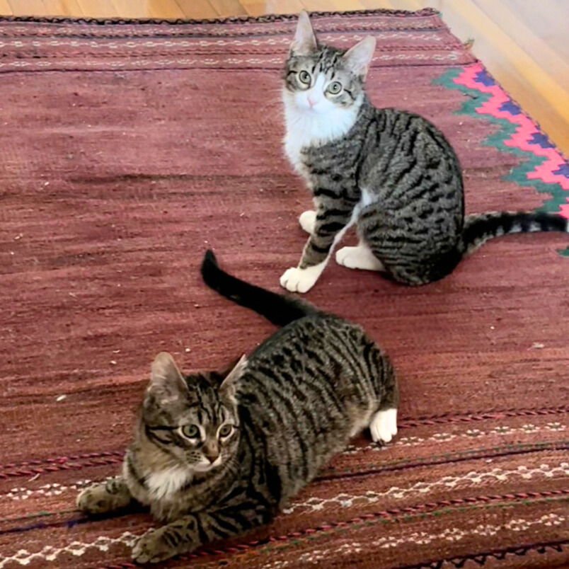 PATRICIA & ROSEANNA ARCAT - Domestic Short Hair available for adoption