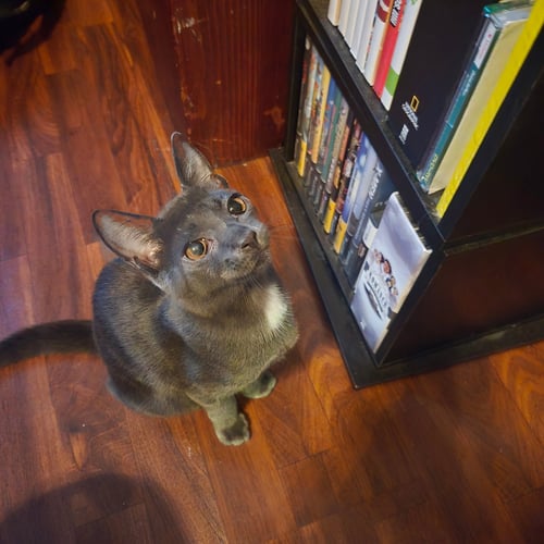 ID, EGO, & SUPEREGO - Domestic Short Hair available for adoption