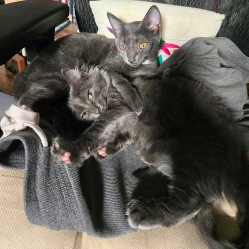 ID, EGO, & SUPEREGO - Domestic Short Hair available for adoption