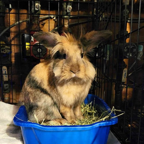 HARLEY - Lionhead available for adoption