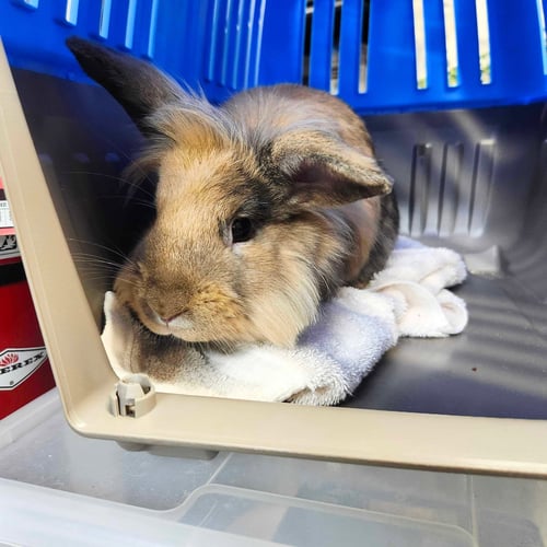 HARLEY - Lionhead available for adoption