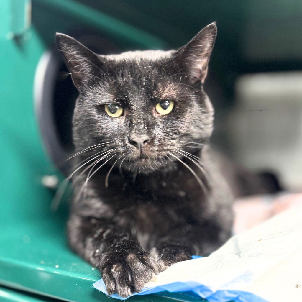 JUPITER - Domestic Short Hair available for adoption