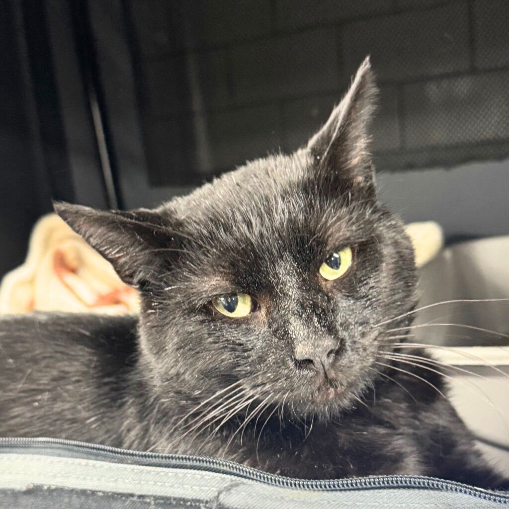 JUPITER - Domestic Short Hair available for adoption