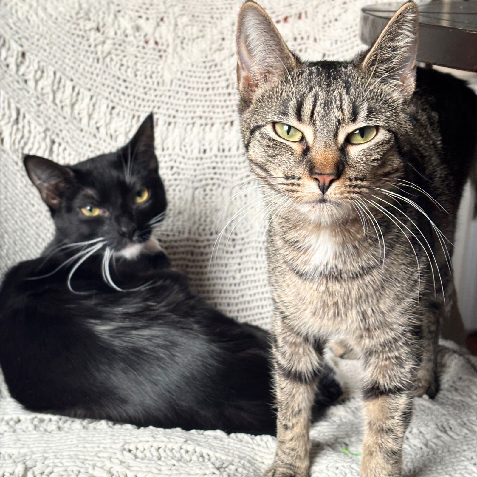 MAELLE & LUNE - Domestic Short Hair for adoption in Jersey City