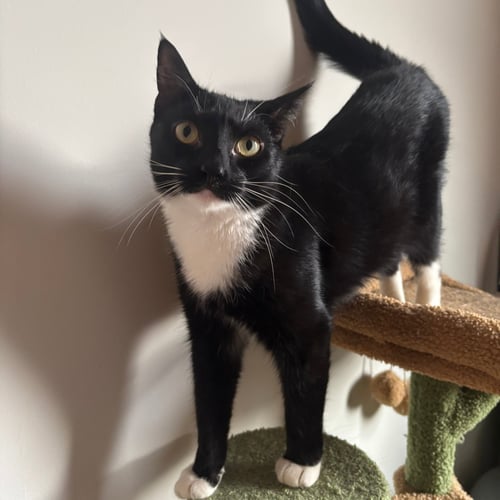 MAELLE & LUNE - Domestic Short Hair available for adoption