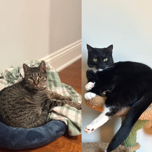 MAELLE & LUNE - Domestic Short Hair available for adoption