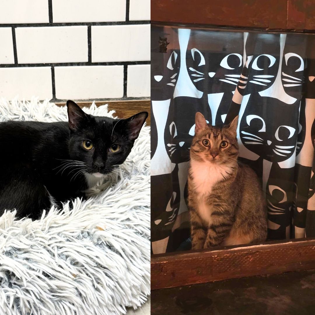 VEL & VITA - Domestic Short Hair available for adoption