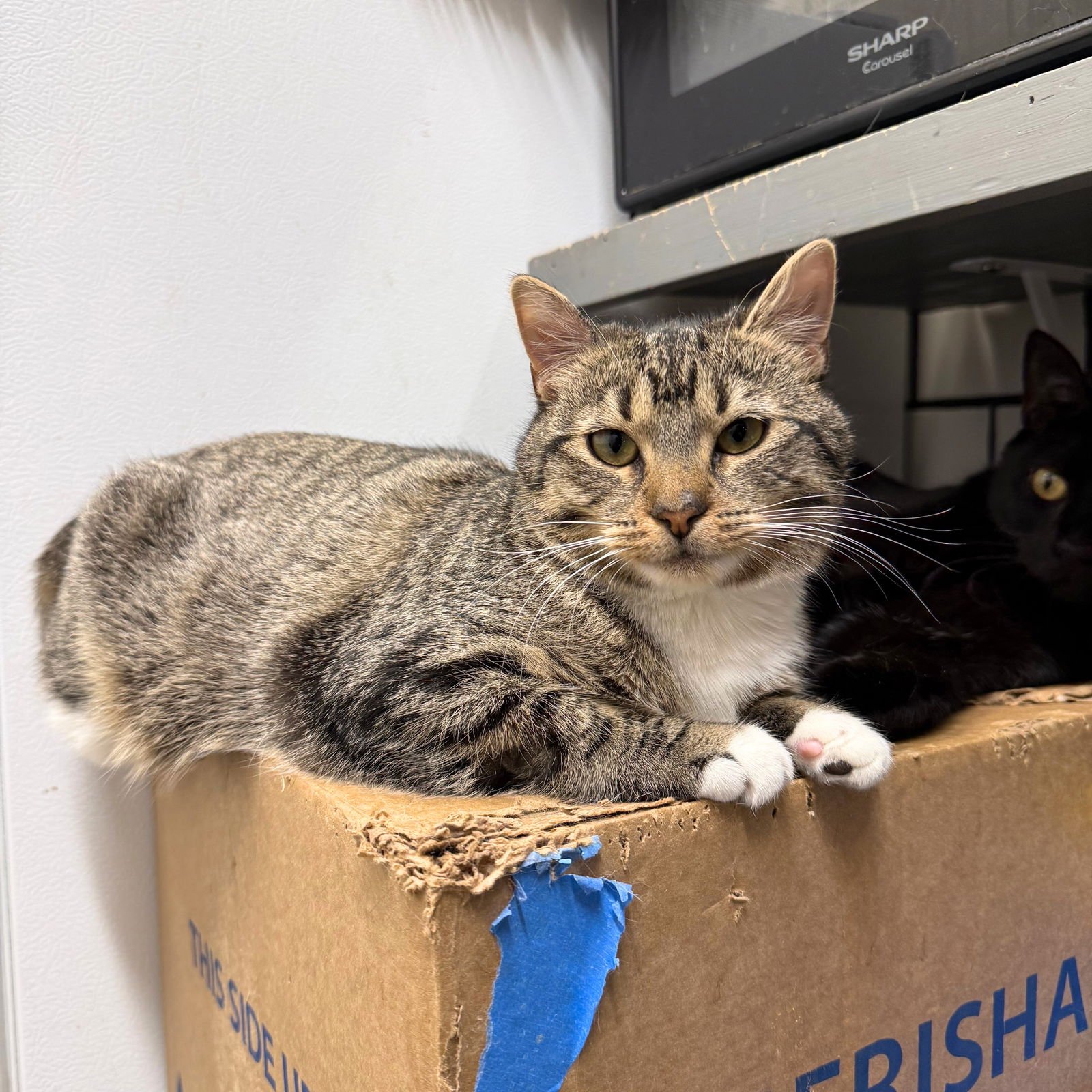 VEL & VITA - Domestic Short Hair available for adoption