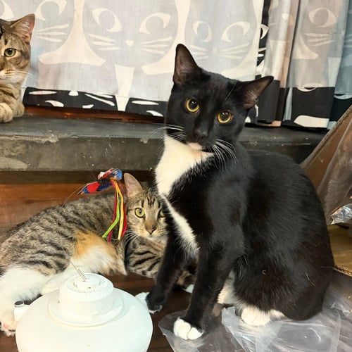 VEL - Domestic Short Hair available for adoption