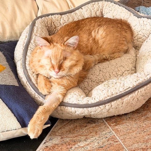 TOMATO - Domestic Medium Hair available for adoption