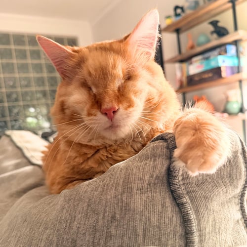 TOMATO - Domestic Medium Hair available for adoption