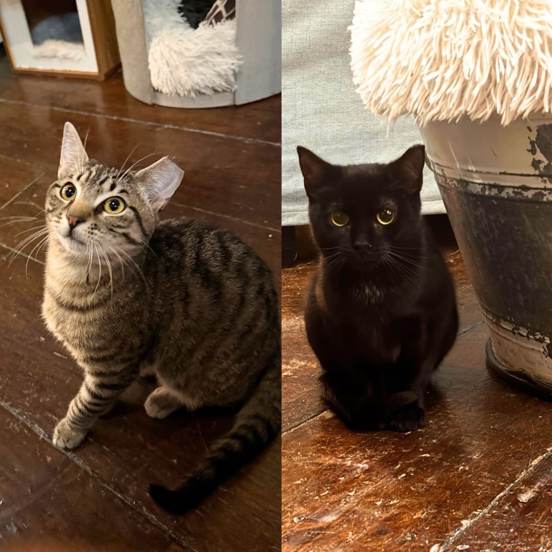 FLASH & LITTLE BOO - Domestic Short Hair available for adoption