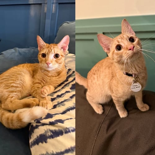 SCORPION BOWL & PINA COLADA - Domestic Short Hair available for adoption