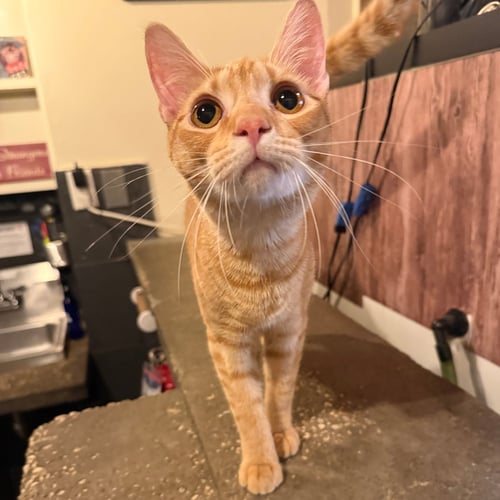 SCORPION BOWL & PINA COLADA - Domestic Short Hair available for adoption