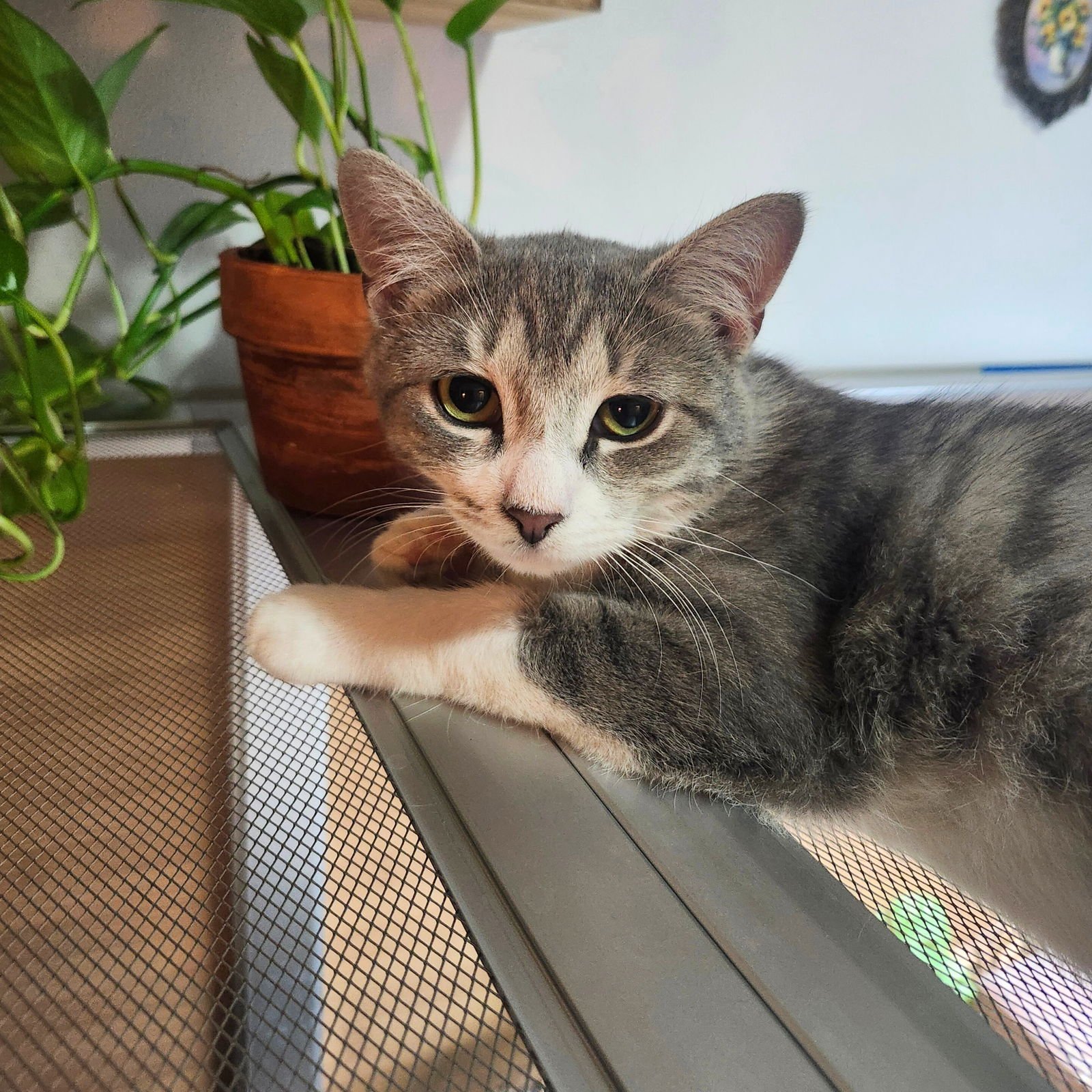 SNOWY RIVER & RIVER DANCE - Domestic Short Hair available for adoption