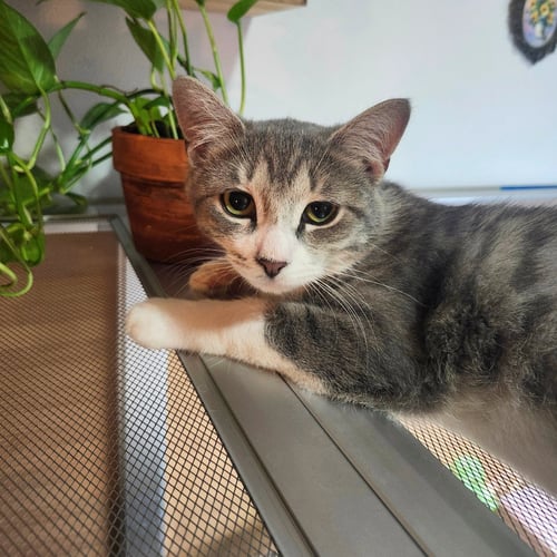 SNOWY RIVER & RIVER DANCE - Domestic Short Hair available for adoption