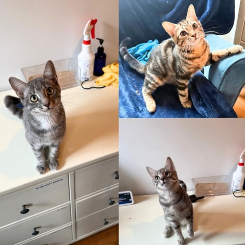 ASAMI, KORRA, & MAKO - Domestic Short Hair available for adoption