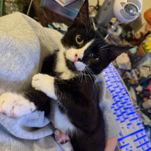 KEVIN - Domestic Short Hair available for adoption