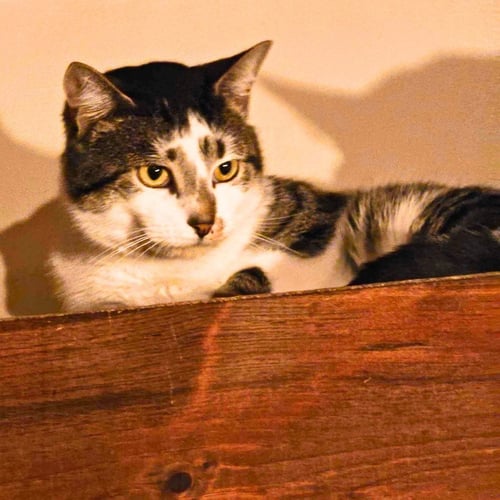 FLAPJACK OCTOPUS - Domestic Short Hair available for adoption