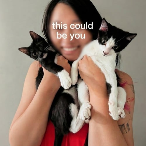FRIED OREO & NOGUCHI - Domestic Short Hair available for adoption