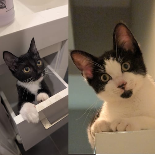 FRIED OREO & NOGUCHI - Domestic Short Hair available for adoption