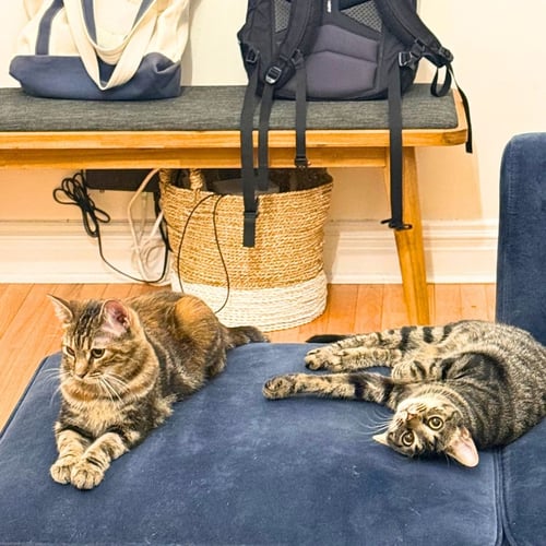 A PAIR CALLED HOOPLAH & RUCKUS - Domestic Short Hair available for adoption